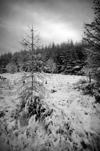 2009_12_29_3214_dev1