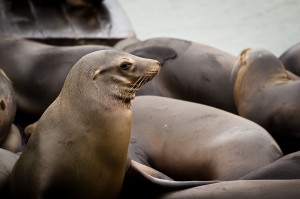 IMG_1229