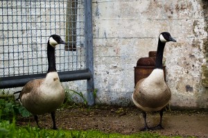 IMG_1379