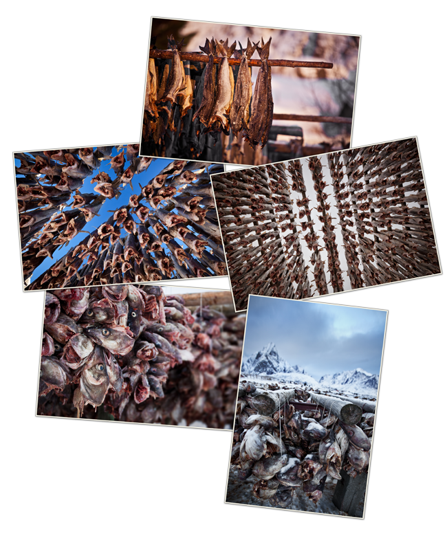 norvege_lofoten_06_morues