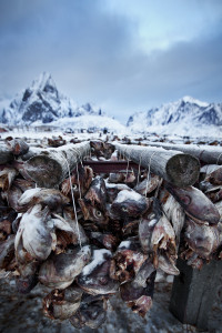 norvege_lofoten_A_24