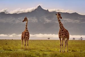 J5_girafes_mont_kenya