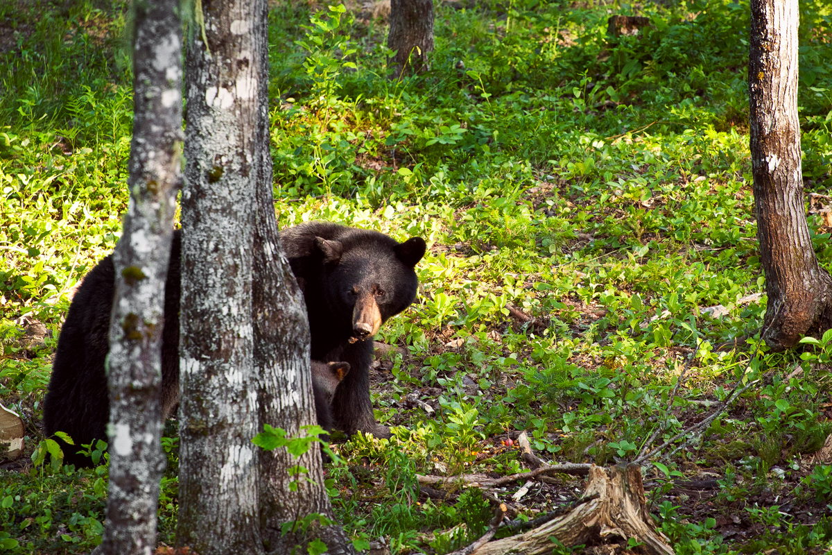 Ours au Nouveau Brunswick
