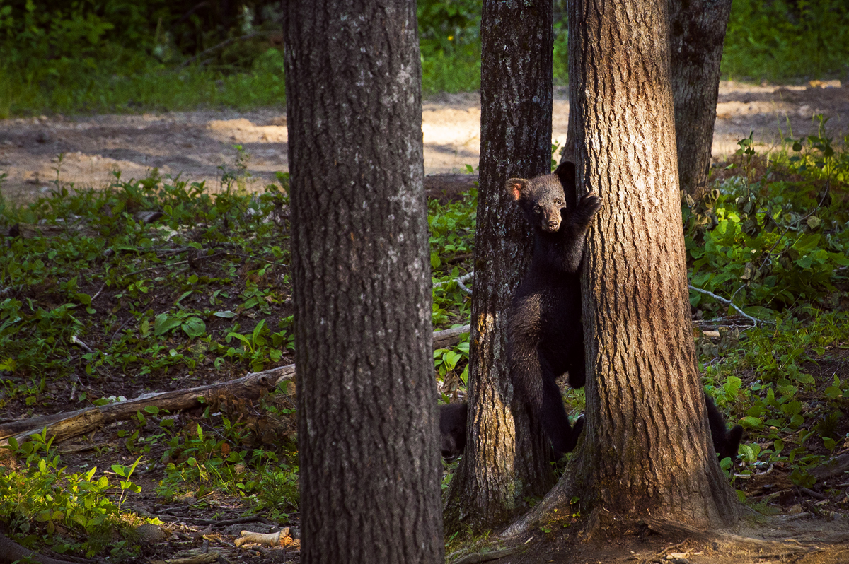 Ours au Nouveau Brunswick