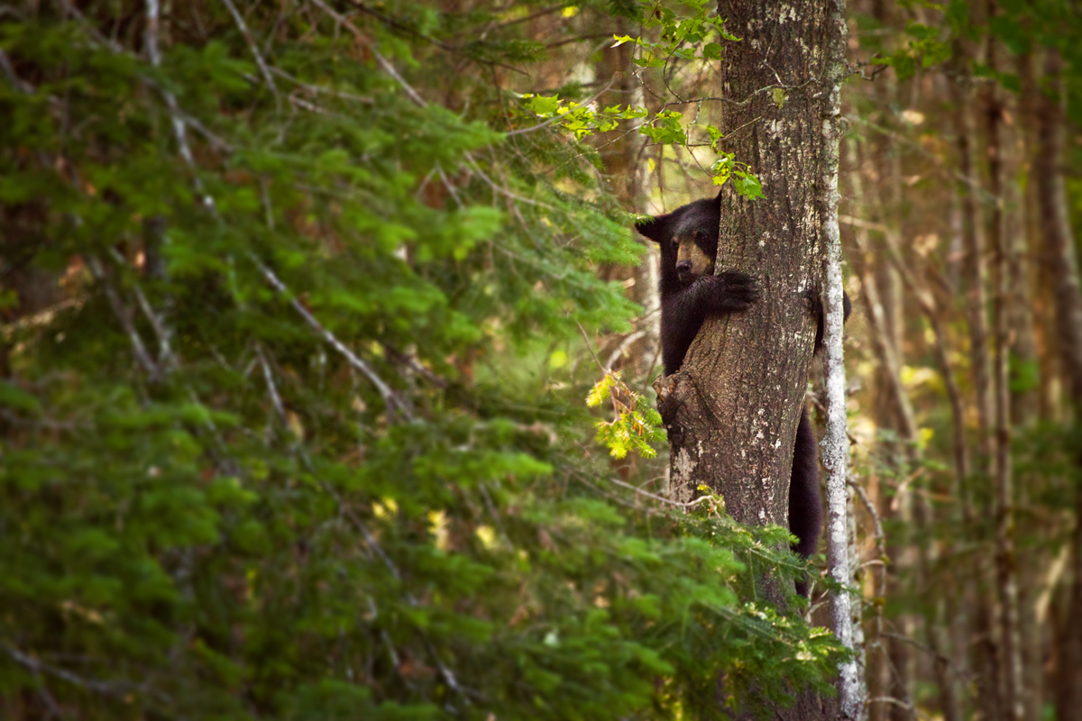 Ours au Nouveau Brunswick