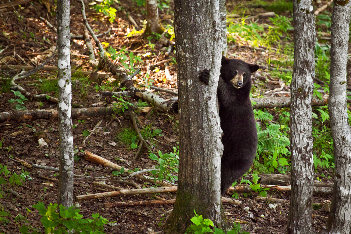 Ours au Nouveau Brunswick