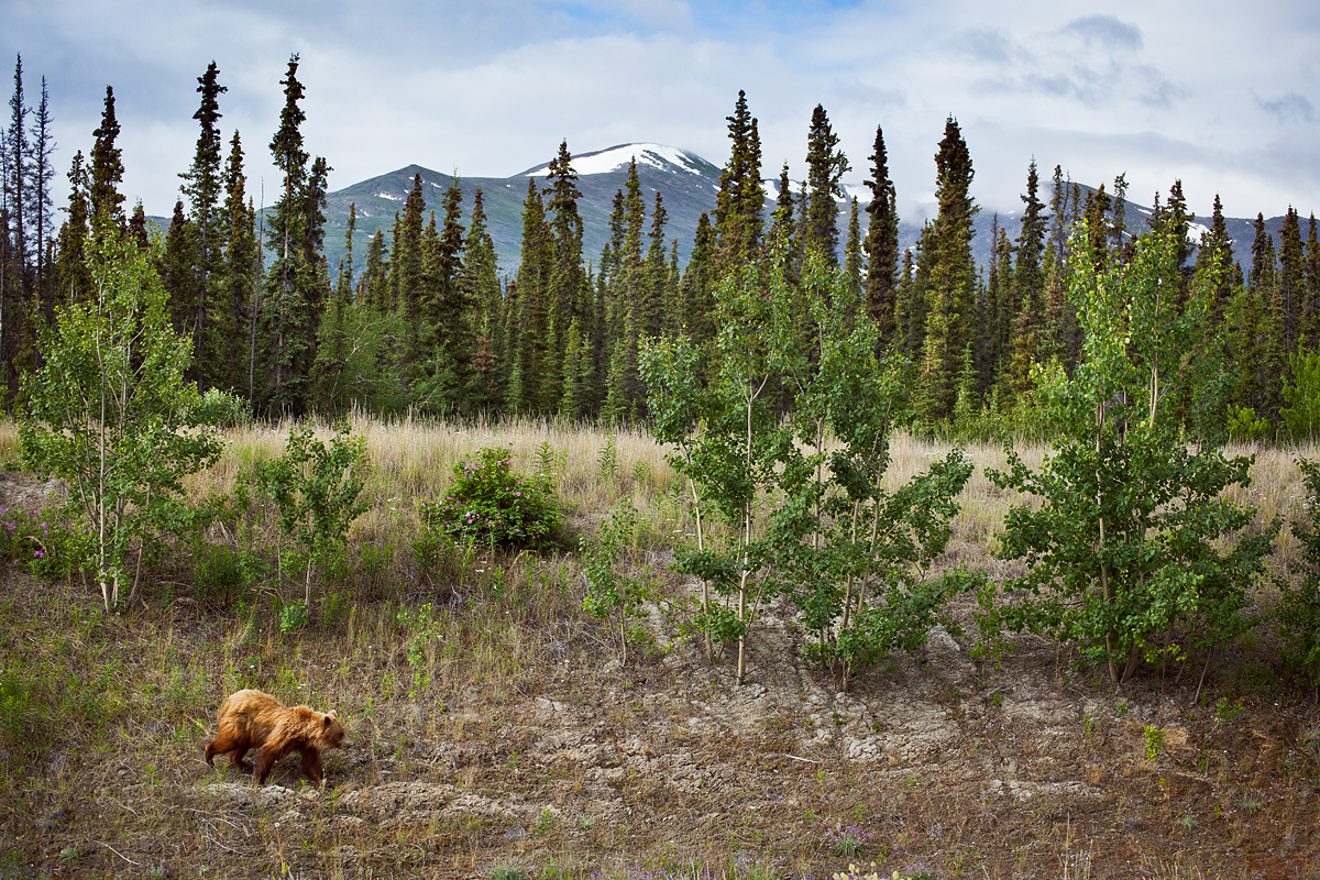 Ours au Yukon