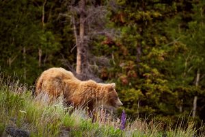 IMG_2529 copie_grizzli-Yukon