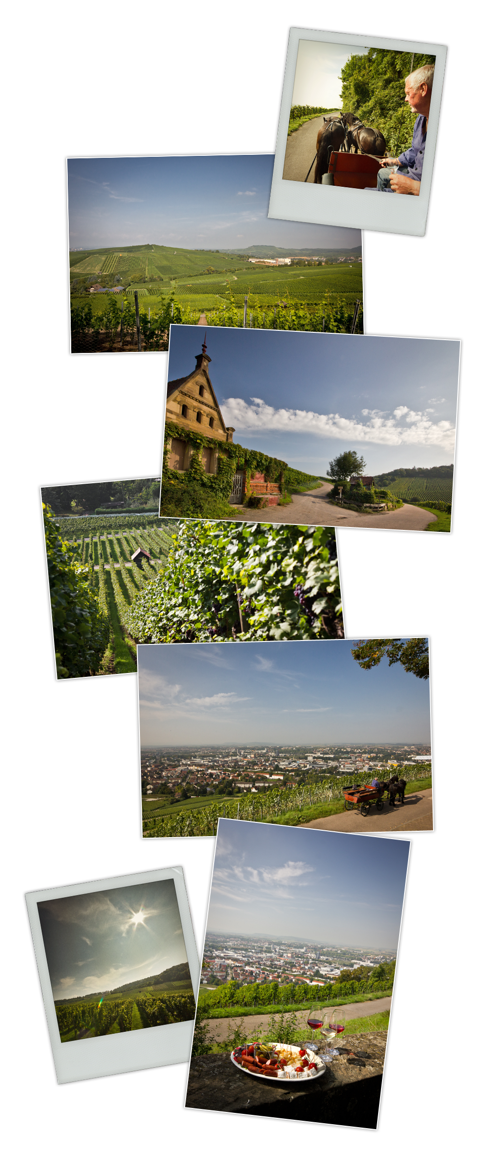 mep Heilbronn_vigne1