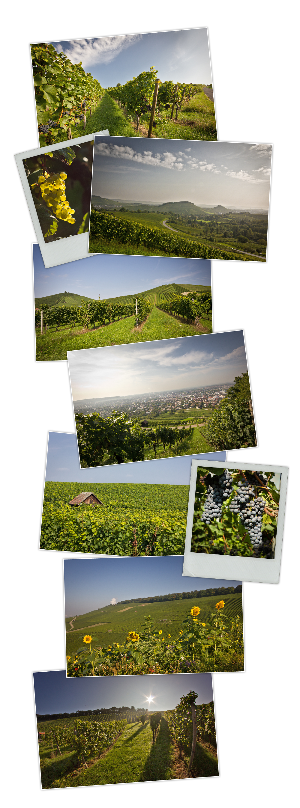 mep Heilbronn_vigne2