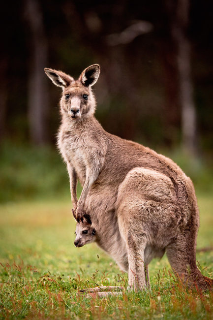 Melbourne victoria autralie