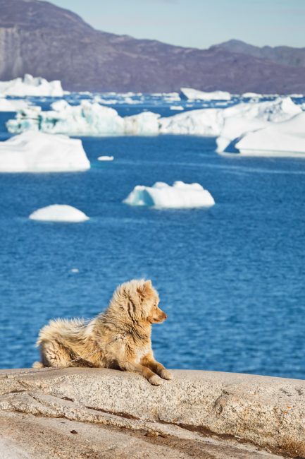 Saqqaq, voyage au Groenland