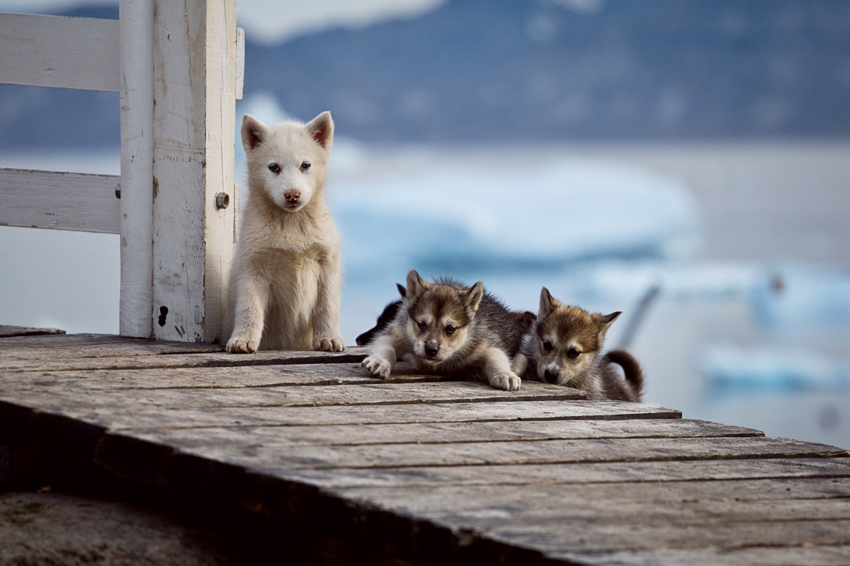 Saqqaq, voyage au Groenland
