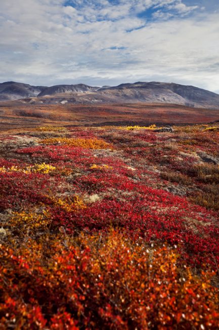 Saqqaq, voyage au Groenland