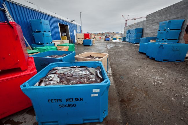 Saqqaq, voyage au Groenland