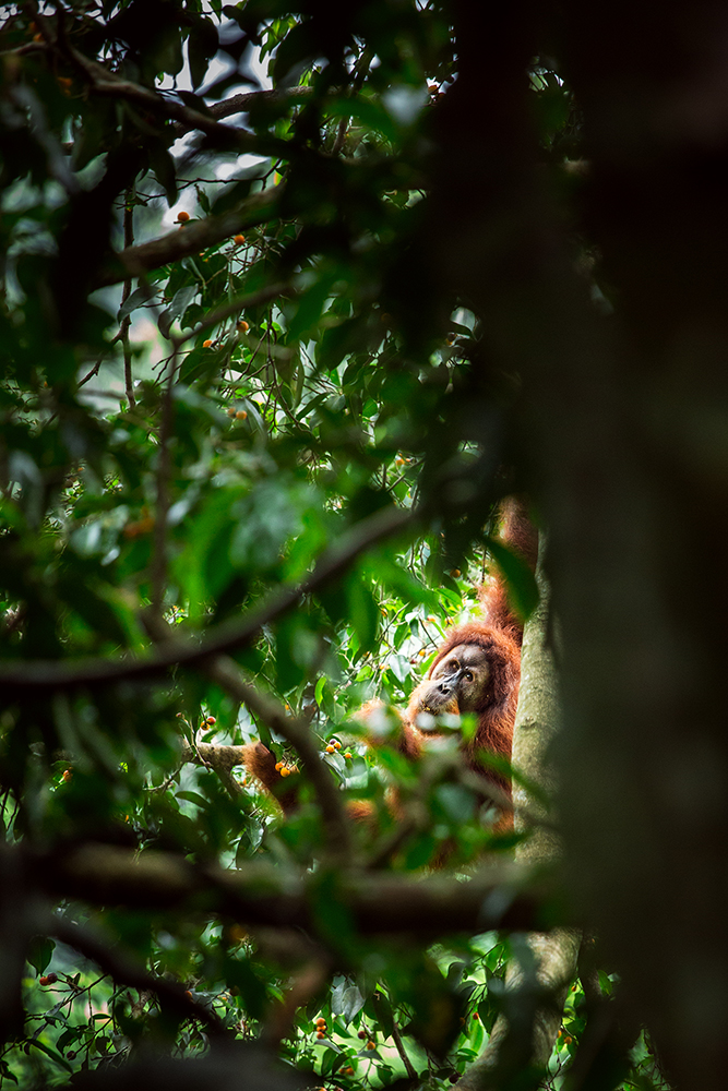 orangs-outans à sumatra