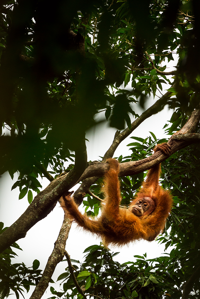 orangs-outans à sumatra
