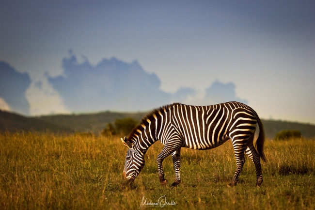 Safari photo en Afrique