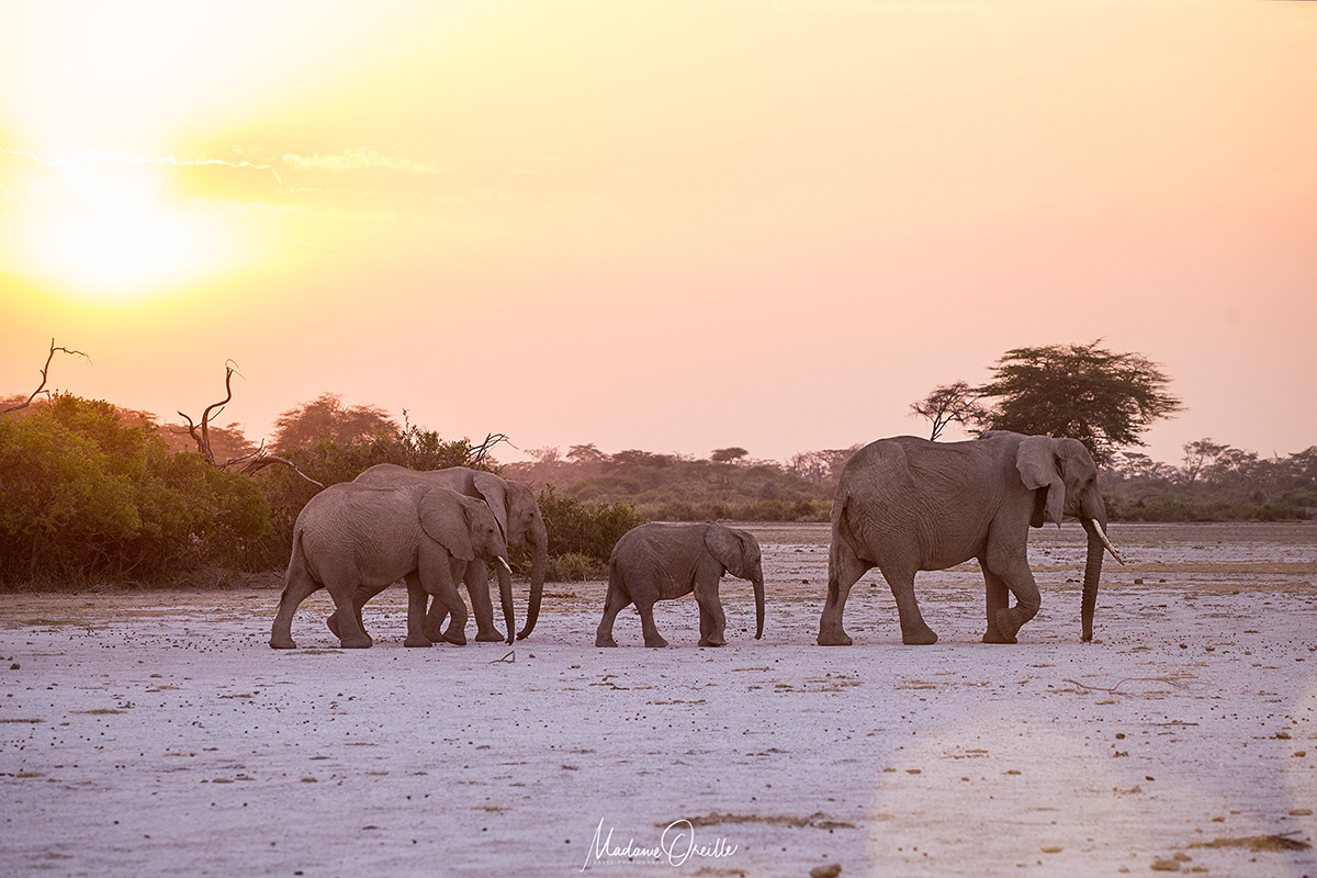 Safari photo en Afrique