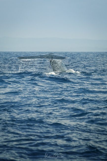 baleine à mirissa