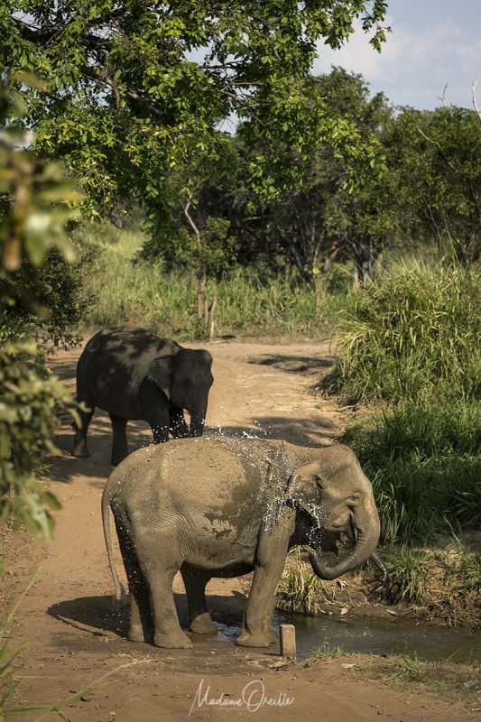 Sigiriya : safari à Kaudulla pour observer les éléphants