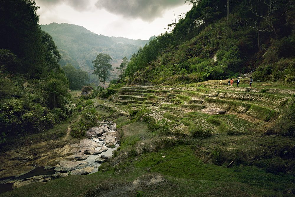 Randonnée dans les rizières au Pays Toraja