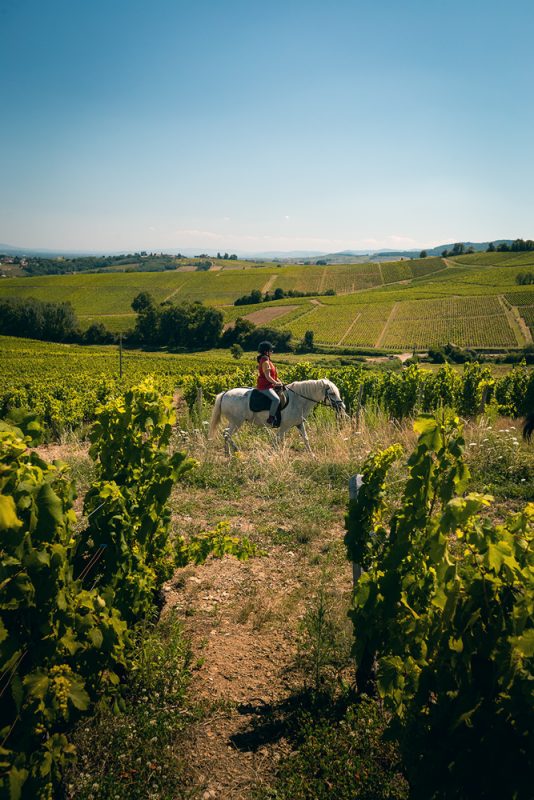 Promenade à cheval dans les domaines viticoles de Pouilly Fuissé