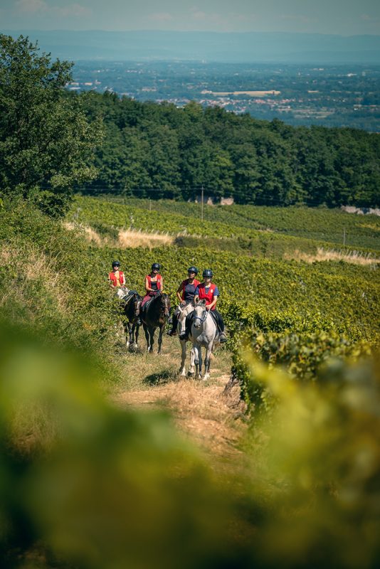 chevaux dans les vignes, autour du mont Pouilly