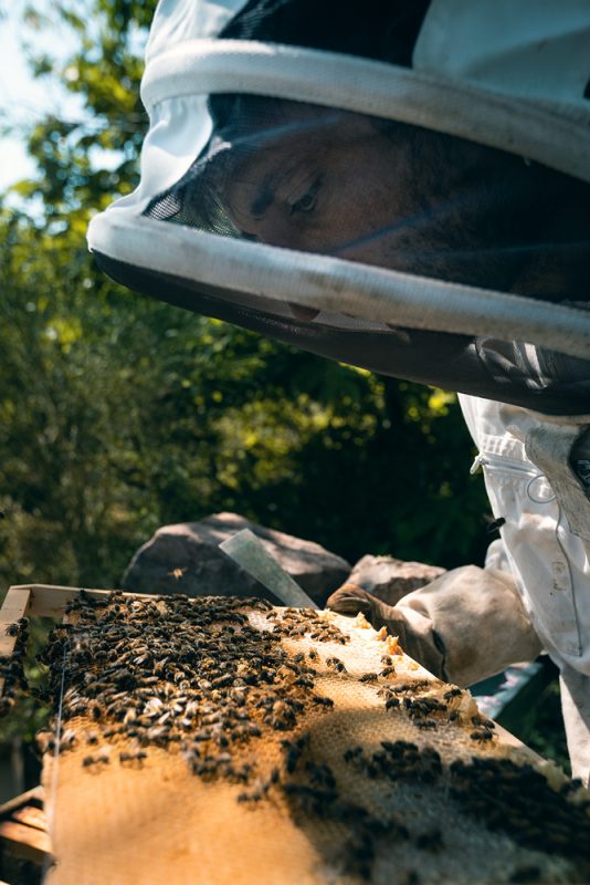 Rémi inspecte ses ruches