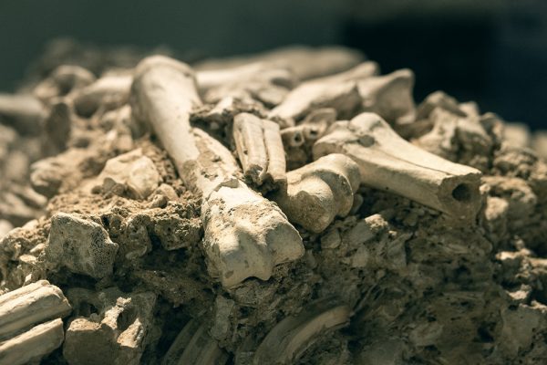Os et dents de chevaux au Musée de la préhistoire de Solutré
