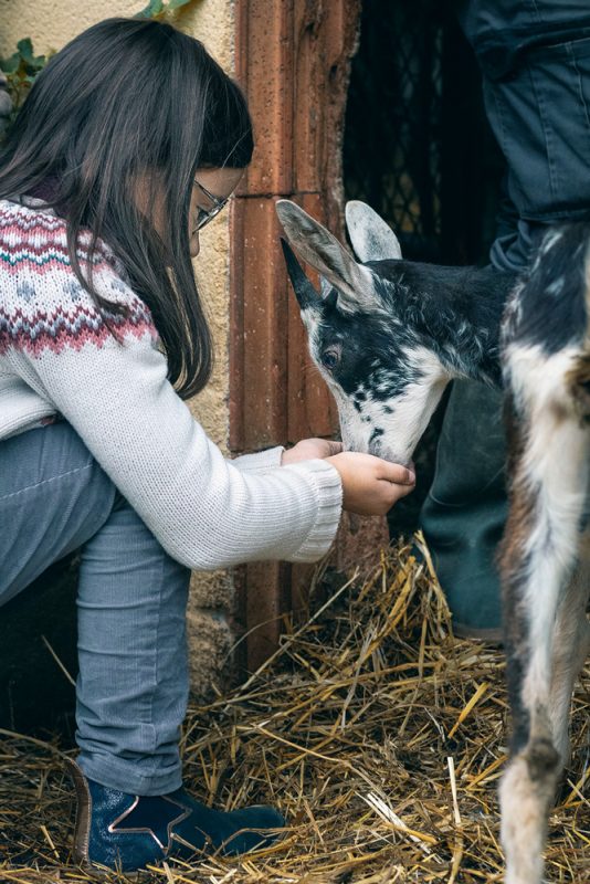 Un enfant avec les chèvres de la ferme pedagogique