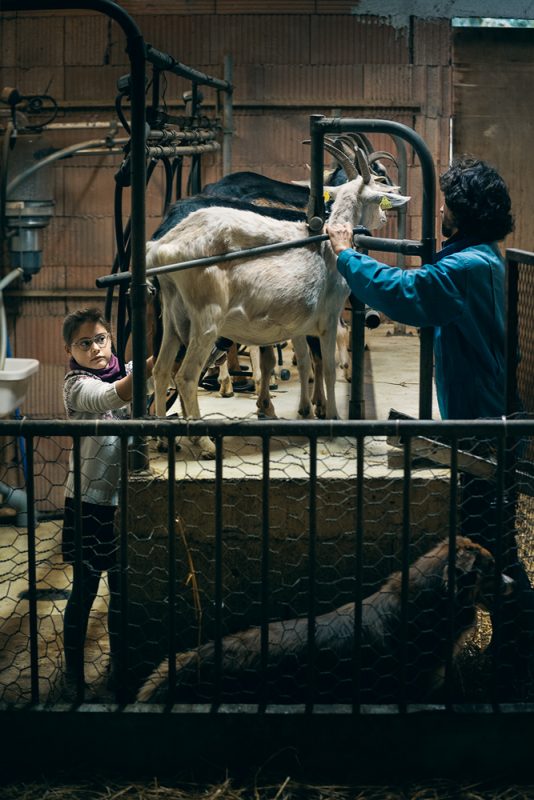 Traite des chèvre en famille avec Angelique à la ferme du Clos